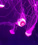 Kwallen in het aquarium