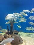 Aquarium Veracruz