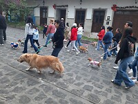 Mensen met honden