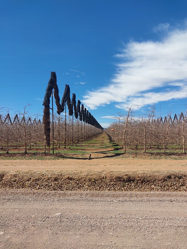 Boomgaard met appels van Mennonieten