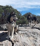 "Onze honden"
