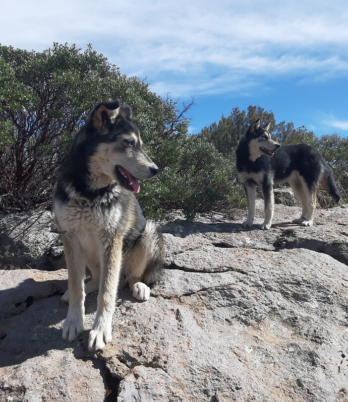 "Onze honden"