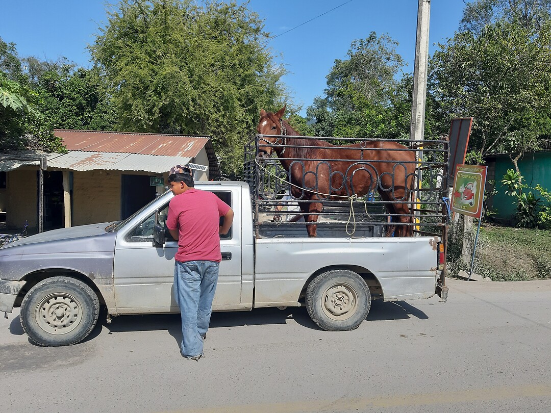 Neem een paard mee
