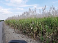 Suikerriet onderweg