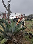 Melken van de plant