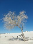 Stilleven in White Sands