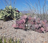 Cactussen
