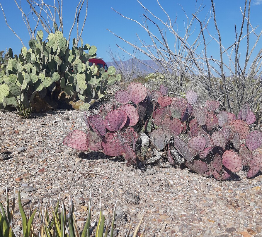 Cactussen