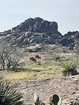 Mule deer