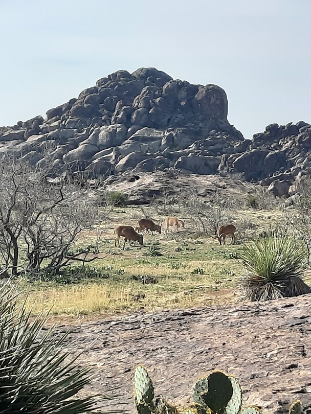 Mule deer