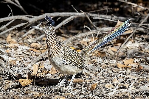 Roadrunner