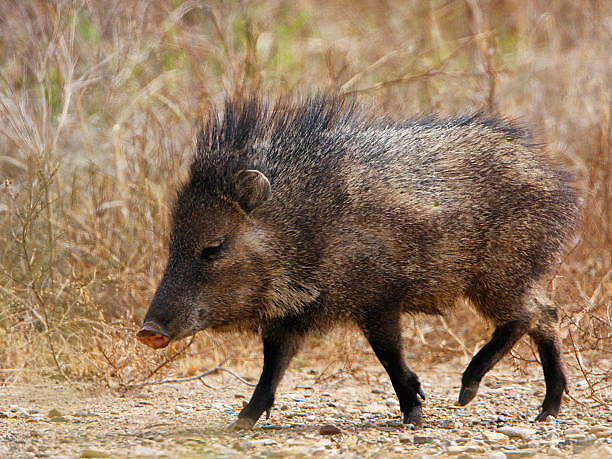 Javelina