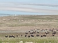 Bisons op Antelope Island