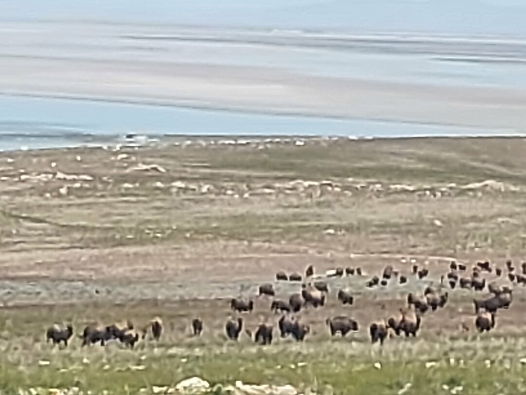 Bisons op Antelope Island