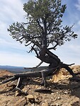 Ponderosa pine: een taaie boom