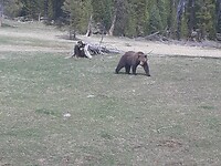 Grizzlybeer