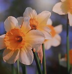 Bloem voor Mirjam