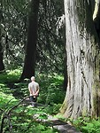 Genieten in het oude Ceder bomen bos