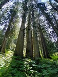 Ancient forest