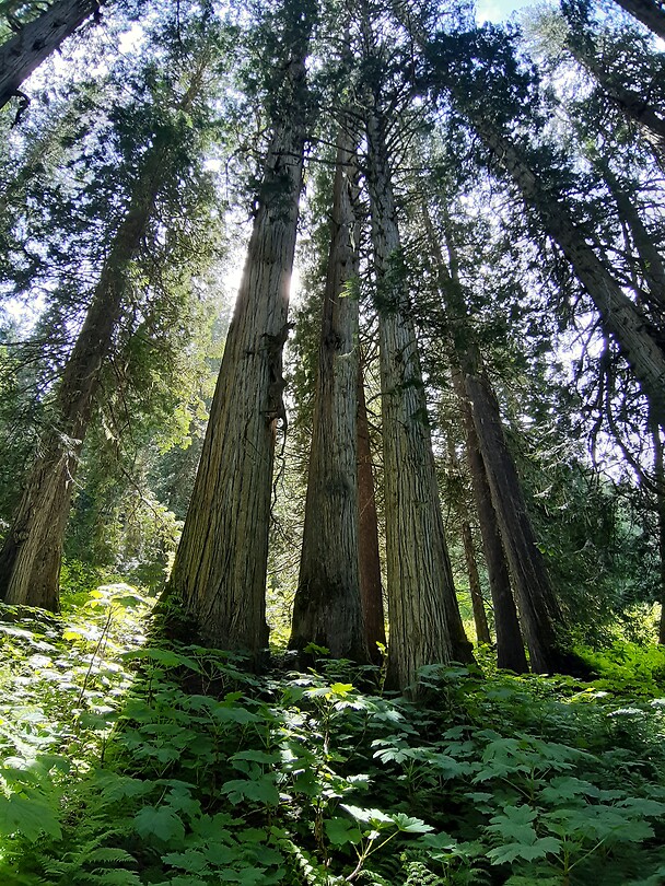 Ancient forest