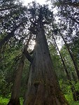 Bezoek aan het  Ancient Forest
