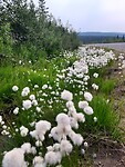 Cottonflower