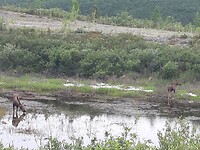 Eland 2 met jong