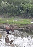 Eland