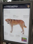 De Alaskaanse sledehond