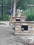 Sledehonden
