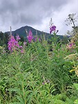 Fireweed