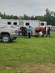 Paardenfestijn 1