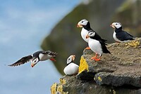 Puffin