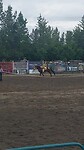 Showblok paarden