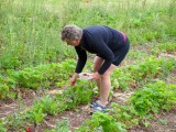 Aardbeien plukken vor het ontbijt