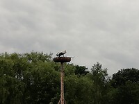 Ooievaarsnest