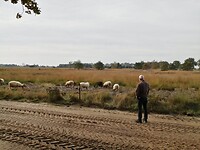 Overijssel 2021 004 Grazende schapen