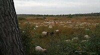 Overijssel 2021 006 Grazende schapen in hoog gras