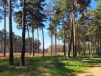 In het bos in Duitsland