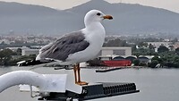 Deze meeuw wil ook meevaren naar Livorno