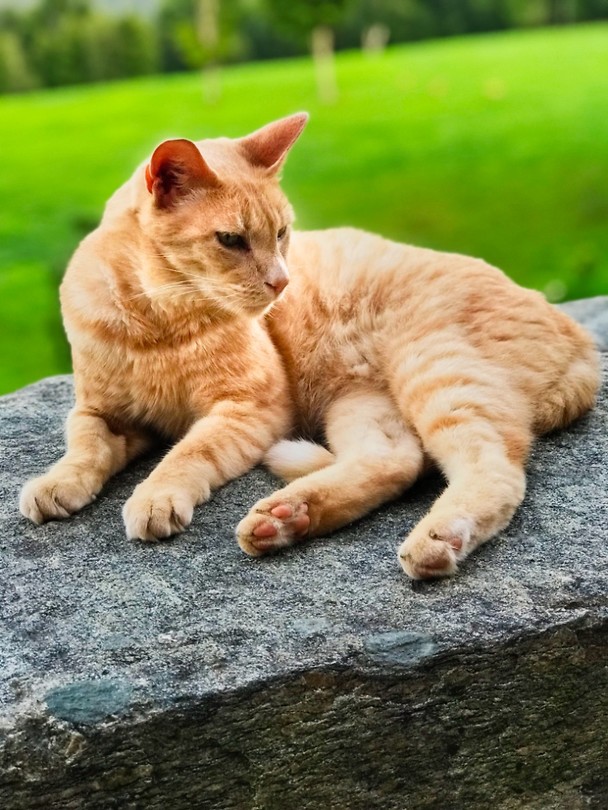 pip