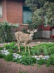 IMG_4038