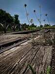 IMG_0751