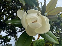 IMG_9104