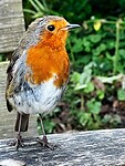 IMG_9718