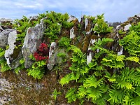 IMG_9986