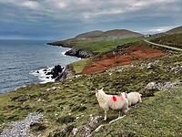 IMG_0210