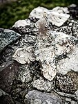 IMG_0285