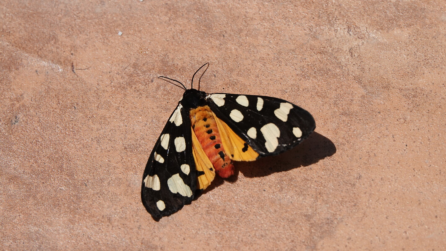 Farfalla