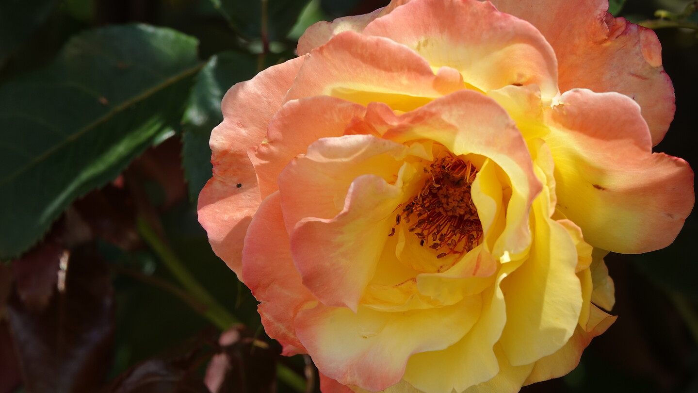 Rosa